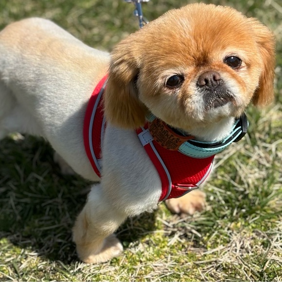 Meet your Posher, Danielle - Picture 9 of 12